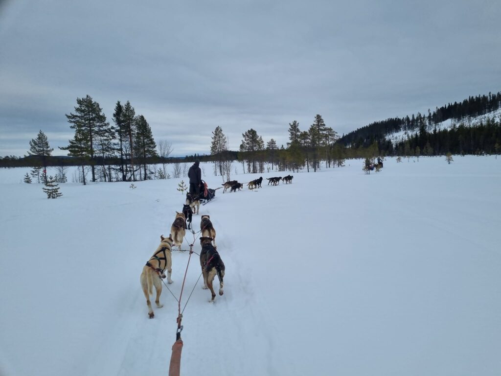 Un périple en Suède pour les stagiaires en formation attelage canin
